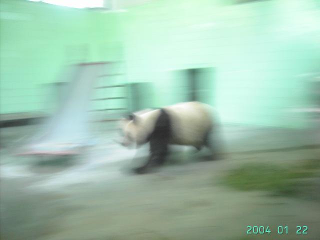   第一次见大熊猫.  瞬间捕捉.